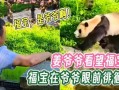 福宝爷爷爆料福宝视频下载,福宝视频下载攻略大公开