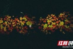 枫叶之路爆料视频最新版,揭秘神秘旅程背后的精彩故事