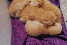 料理猫爆料视频大全