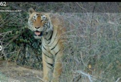 腾虎什么时候爆料的啊视频,揭秘幕后真相